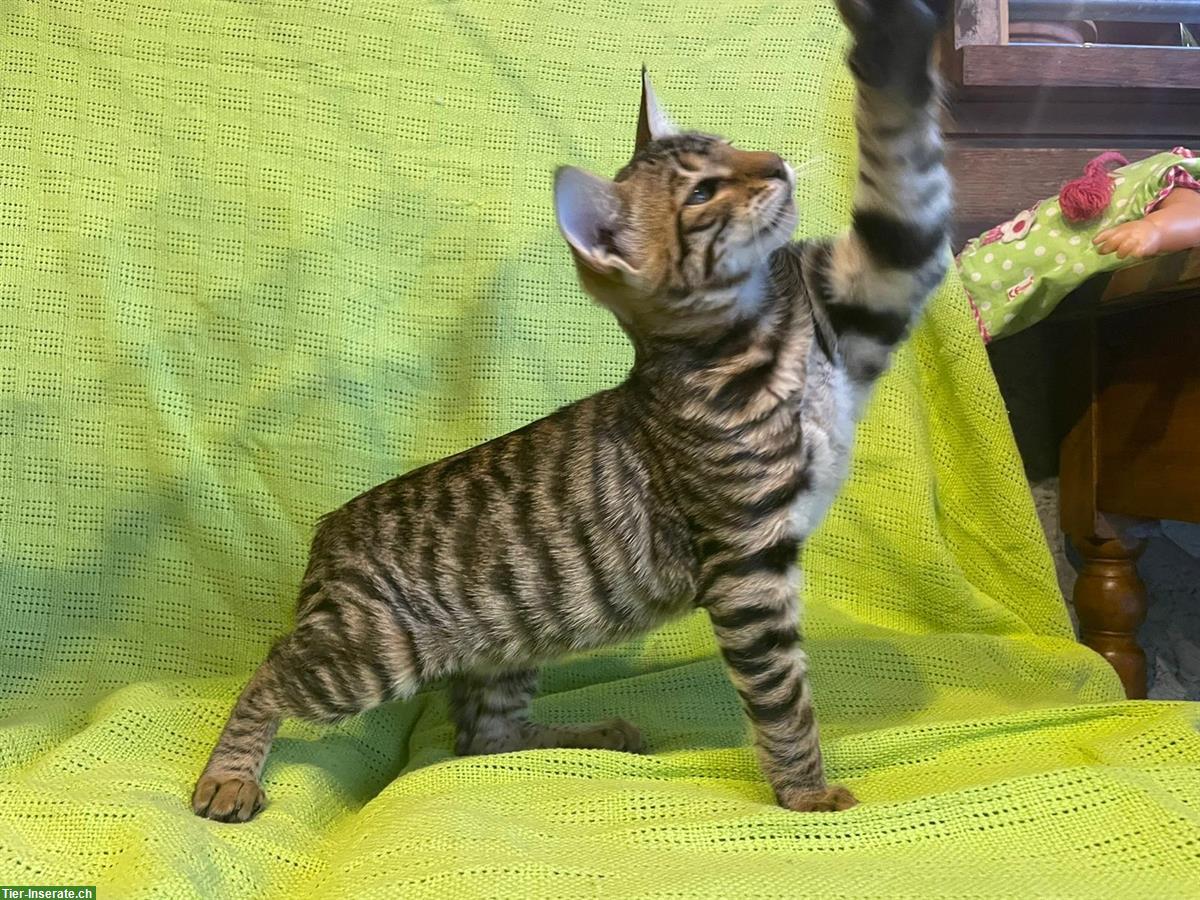 Bild 2: Toyger Kitten reinrassig mit Stammbaum zu verkaufen