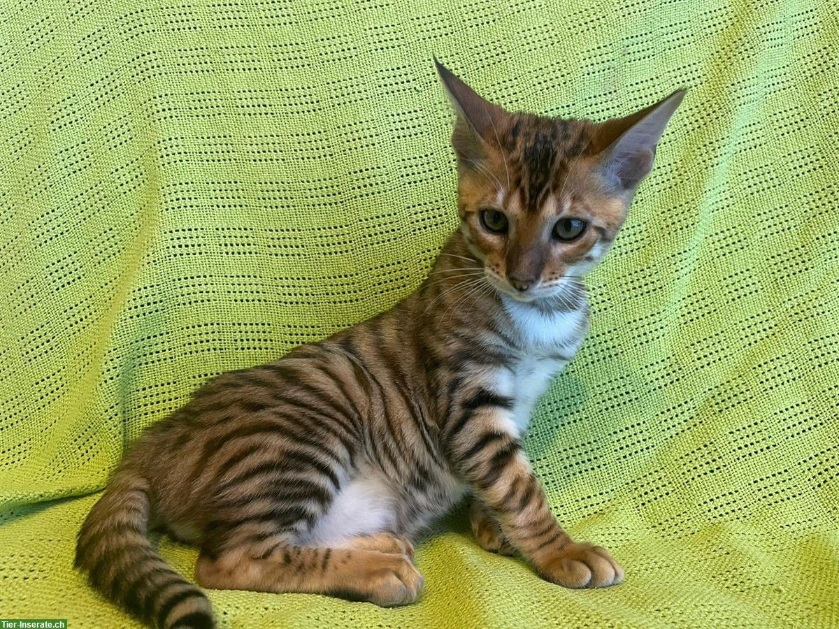 Bild 3: Toyger Kitten reinrassig mit Stammbaum zu verkaufen