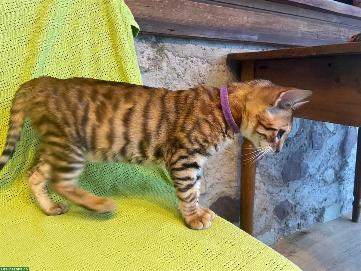 Bild 4: Toyger Kitten reinrassig mit Stammbaum zu verkaufen