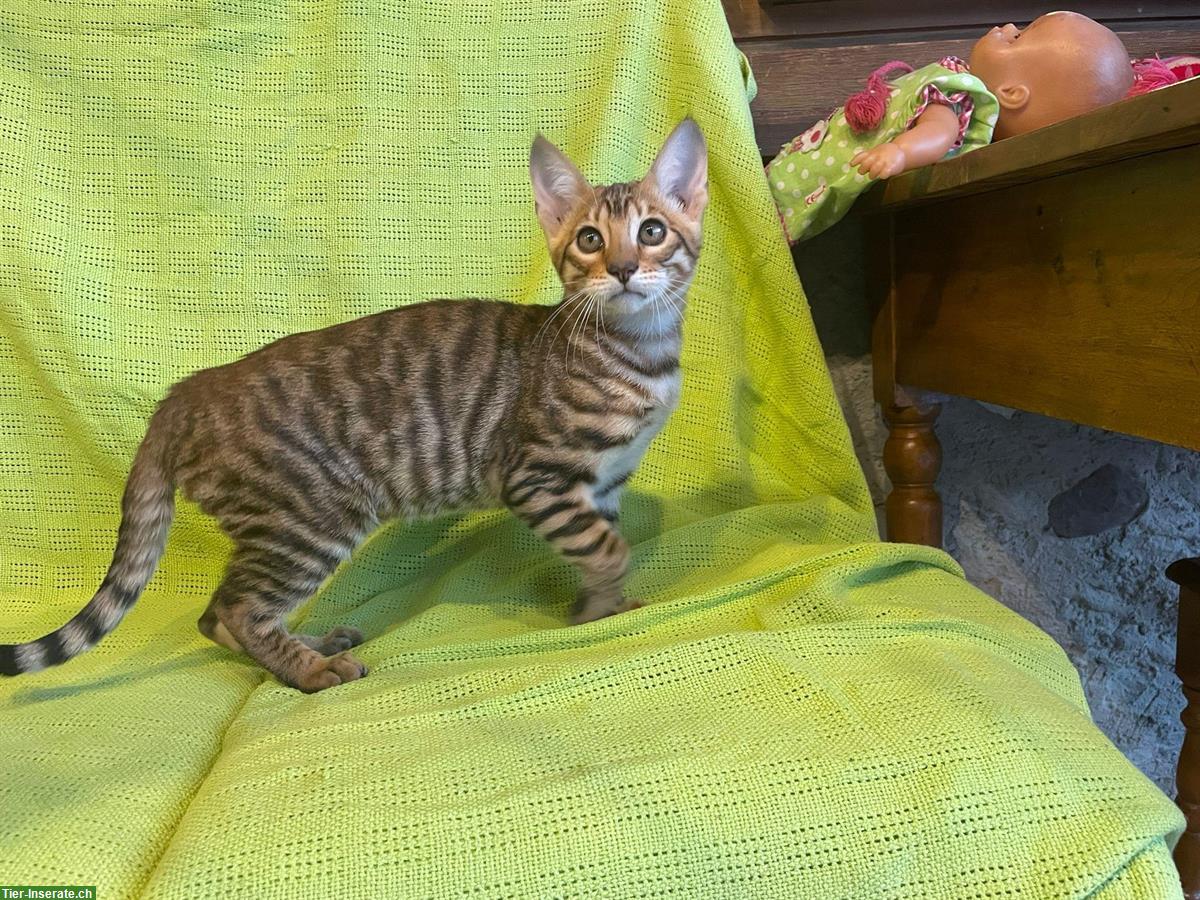 Bild 7: Toyger Kitten reinrassig mit Stammbaum zu verkaufen