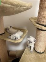 Bluepoint BKH Kitten suchen ein neues Zuhause