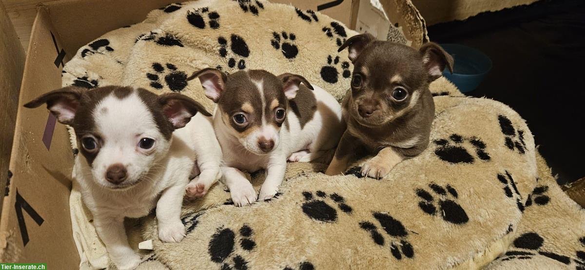 Chihuahua Welpen suchen ein neues Zuhause