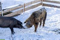 Schwarzes Alpenschwein Weibchen trächtig