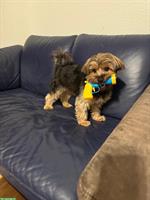 Yorkshire Terrier sucht eine Yorkshire Dame