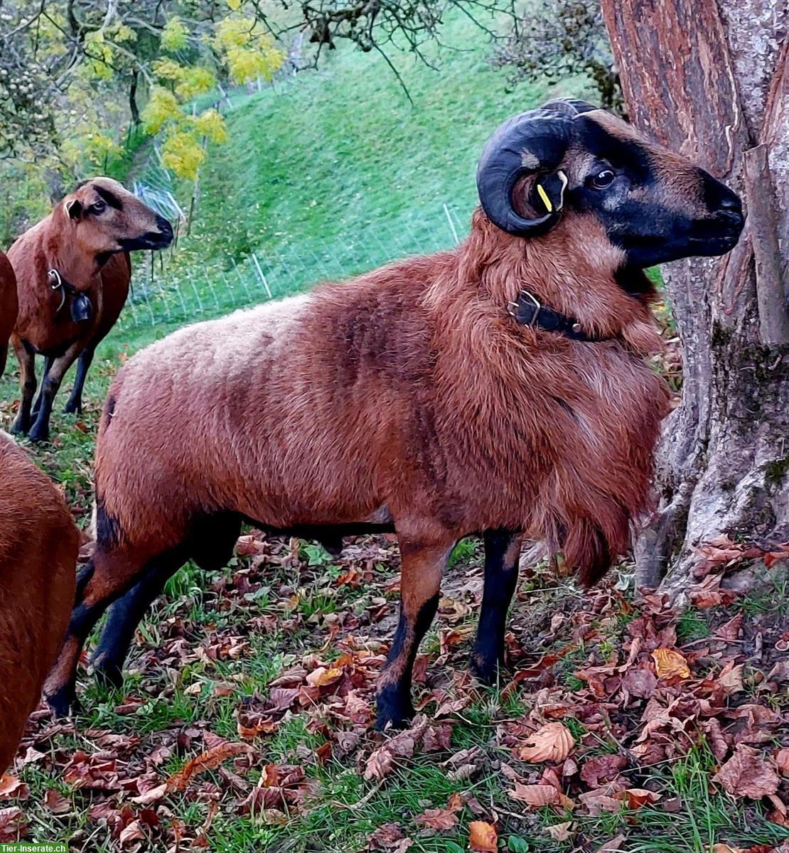 Kamerunschaf-Bock zu verkaufen