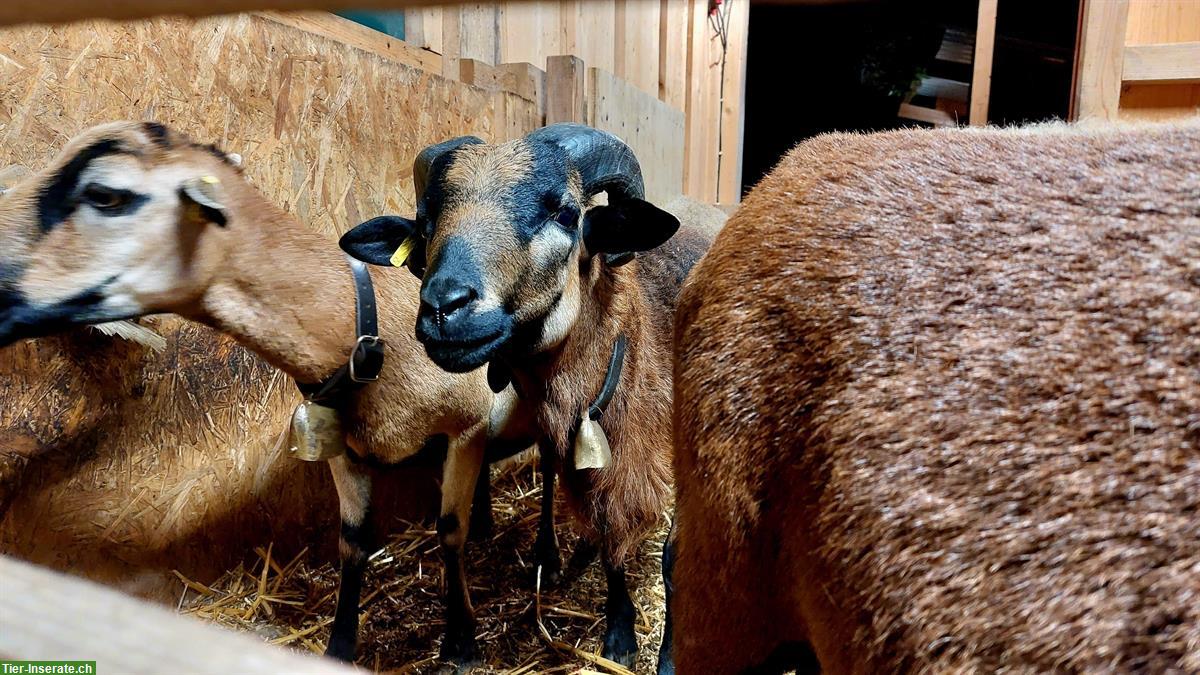 Bild 2: Kamerunschaf-Bock zu verkaufen