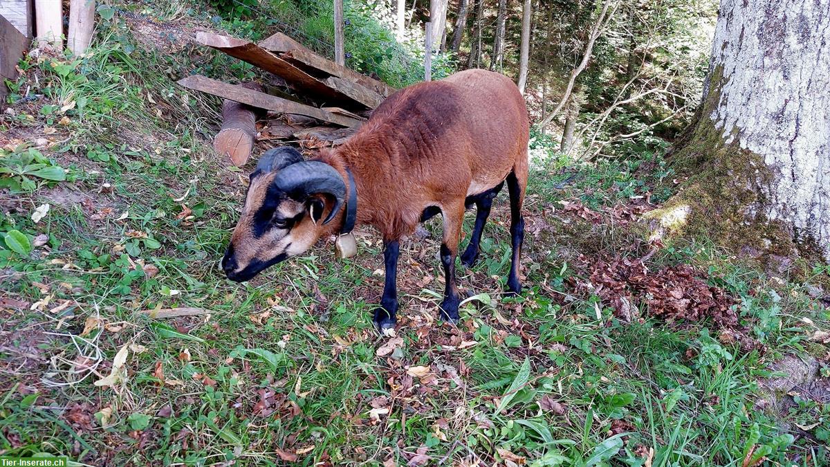 Bild 3: Kamerunschaf-Bock zu verkaufen