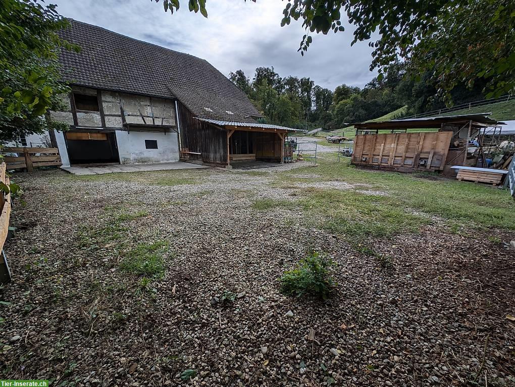 Offenstallplatz in kleiner Herde in Fisibach AG