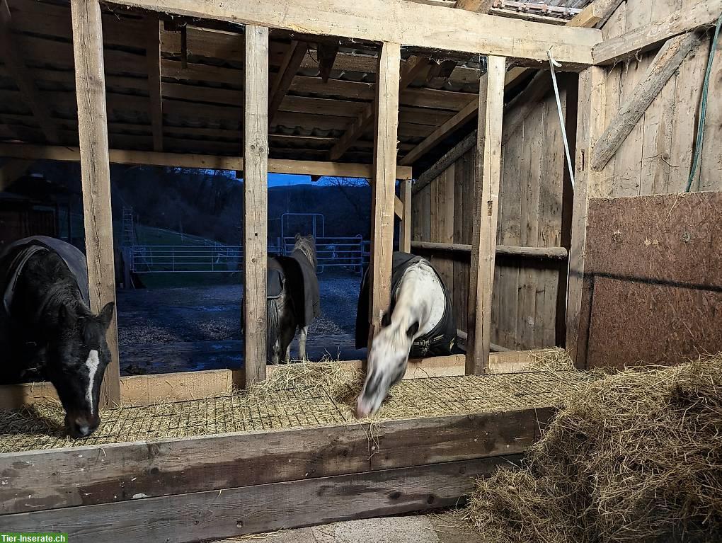 Bild 2: Offenstallplatz in kleiner Herde in Fisibach AG