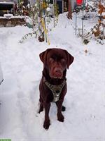 Lieber Labrador Rüde ❤️ sucht ein Zuhause