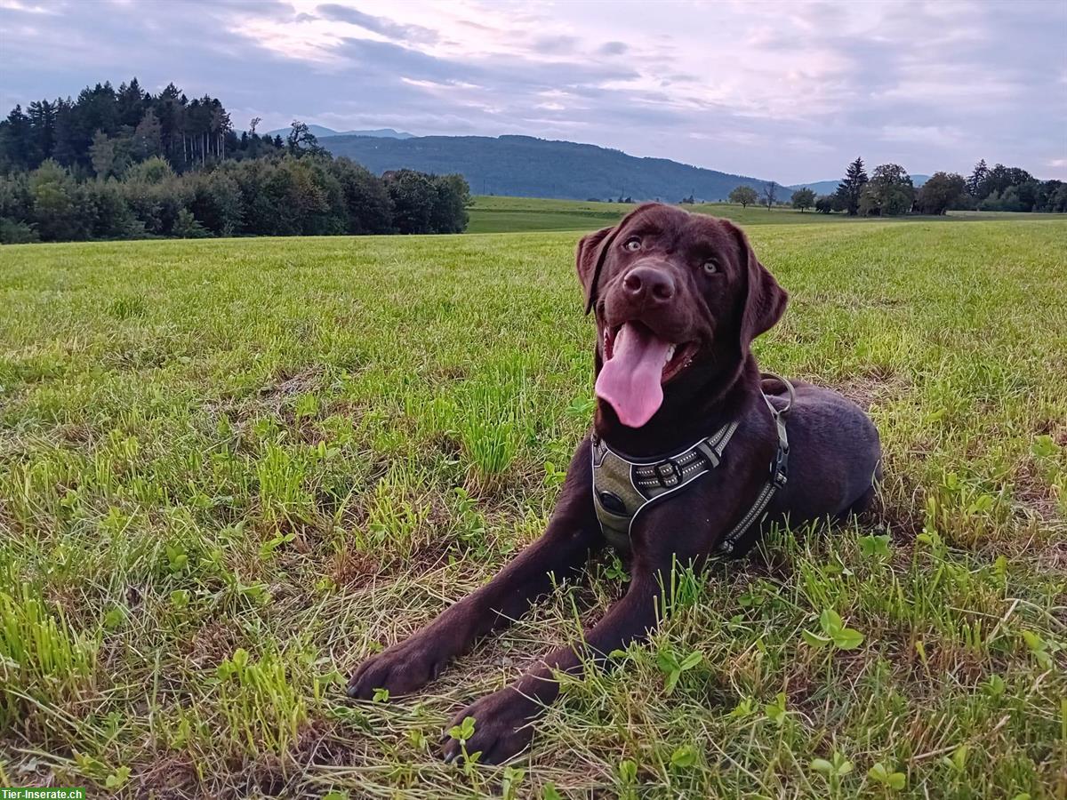 Bild 2: Lieber Labrador Rüde ❤️ sucht ein Zuhause