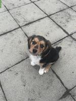 Beagle Mix Welpen suchen ein Zuhause