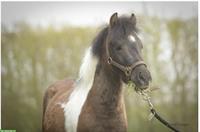 Étalon approuvé Mini Cheval Américain