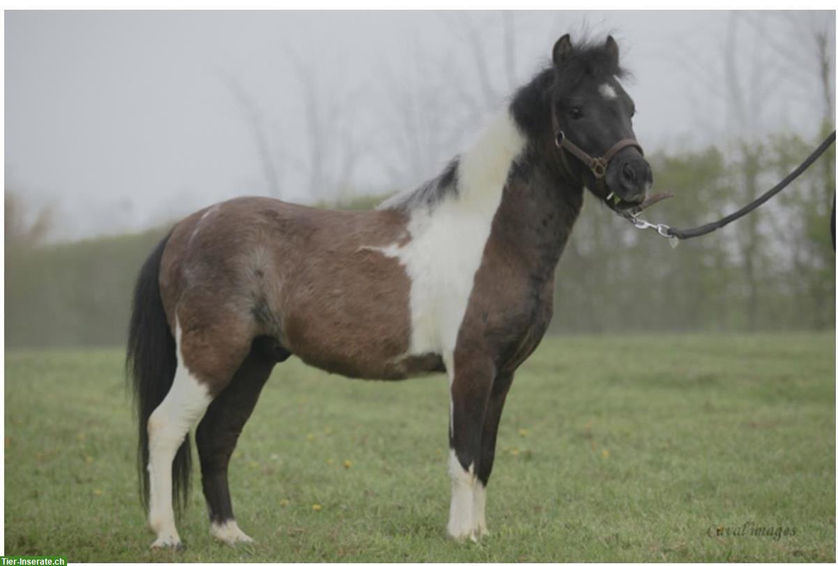 Bild 2: Étalon approuvé Mini Cheval Américain