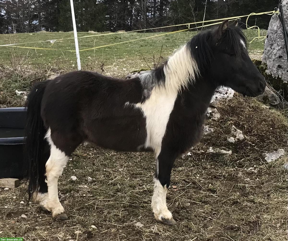 Bild 3: Étalon approuvé Mini Cheval Américain