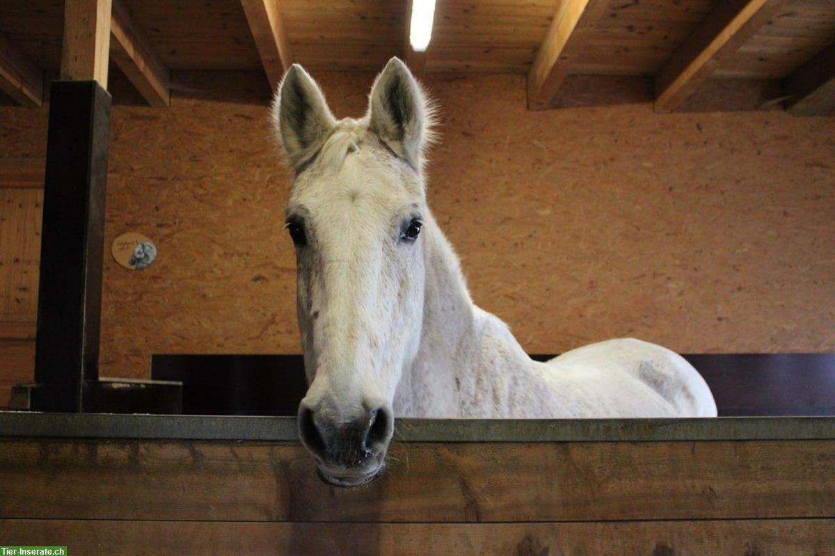 Biete Reitbeteiligung auf Deutschem Reitpferd