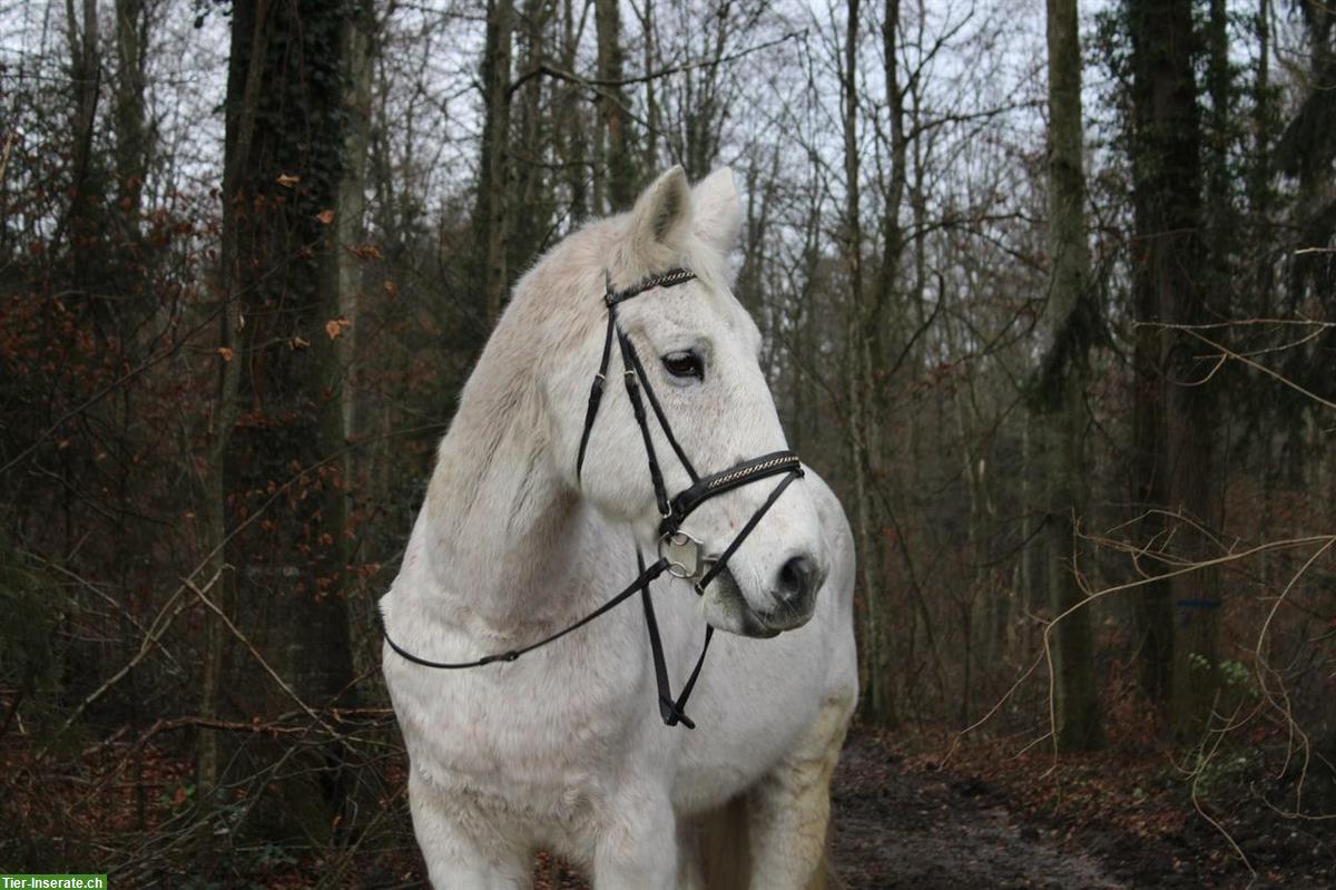 Bild 2: Biete Reitbeteiligung auf Deutschem Reitpferd