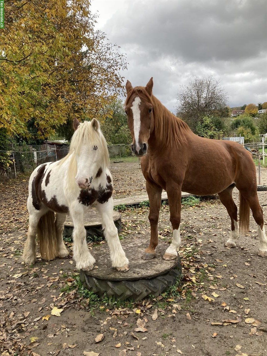 Reitbeteiligung auf Tinker Stute in Riehen BS