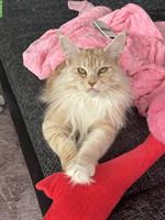 Maine Coon Katzen suchen DICH