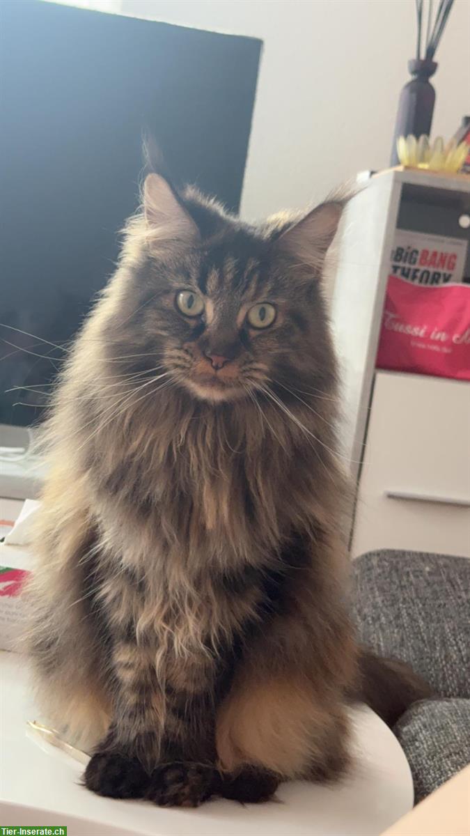 Bild 3: Maine Coon Katzen suchen DICH