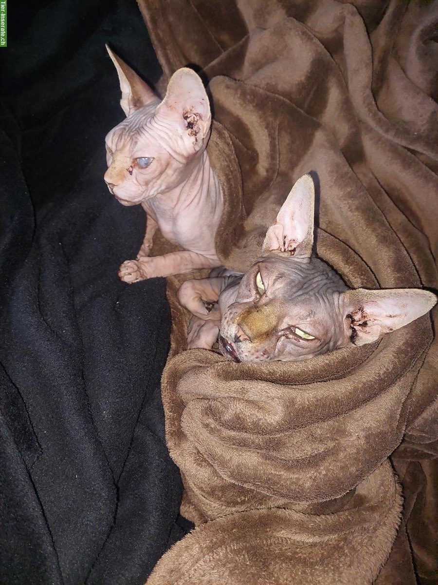 Sphynx Katzen Geschwister Paar sucht neues Zuhause