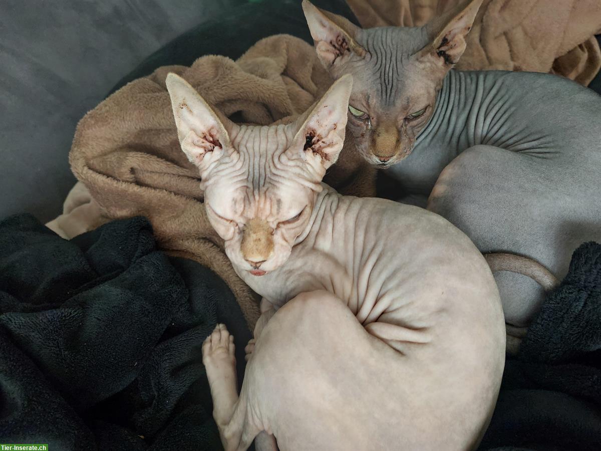 Bild 2: Sphynx Katzen Geschwister Paar sucht neues Zuhause