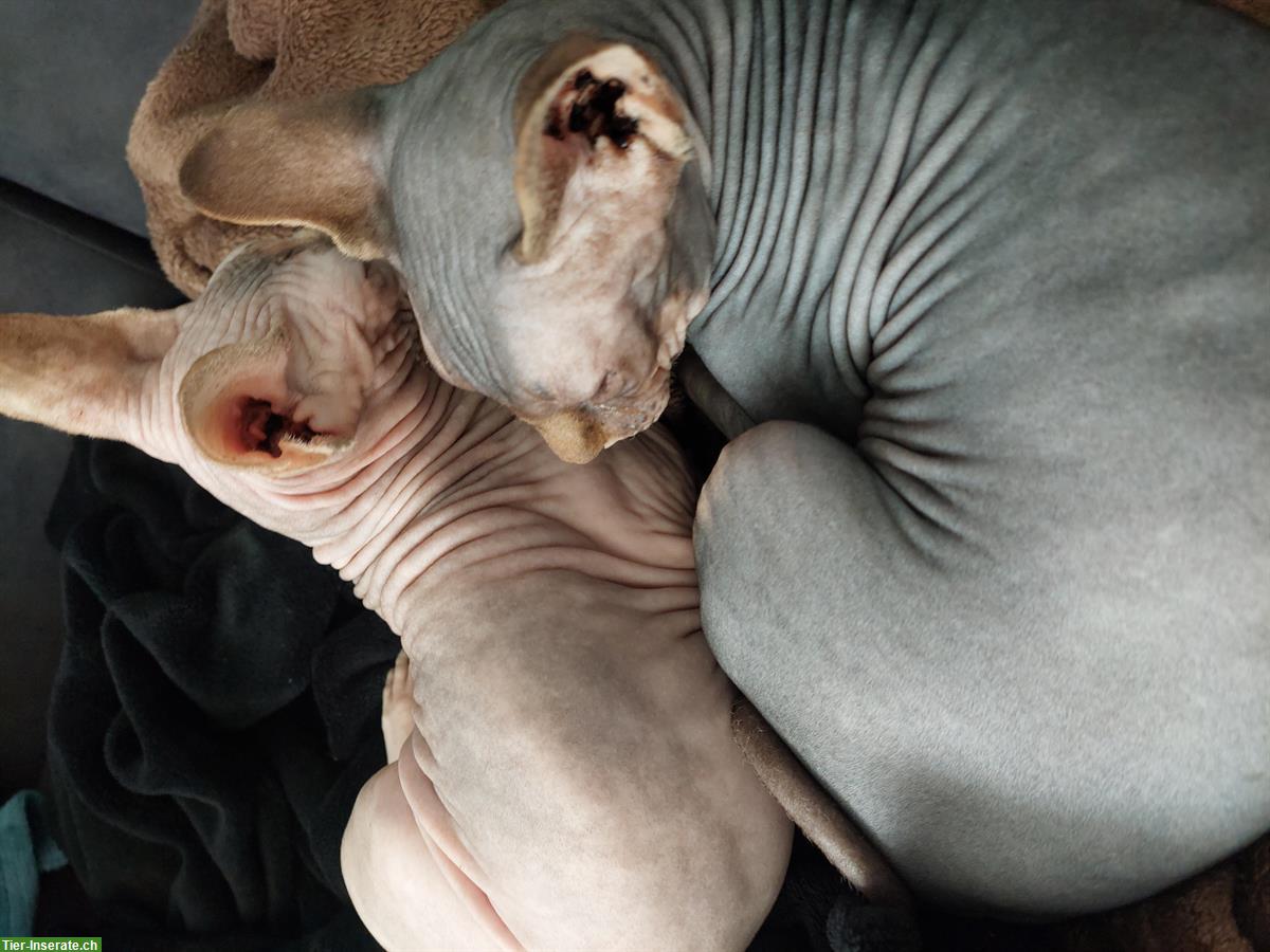 Bild 3: Sphynx Katzen Geschwister Paar sucht neues Zuhause