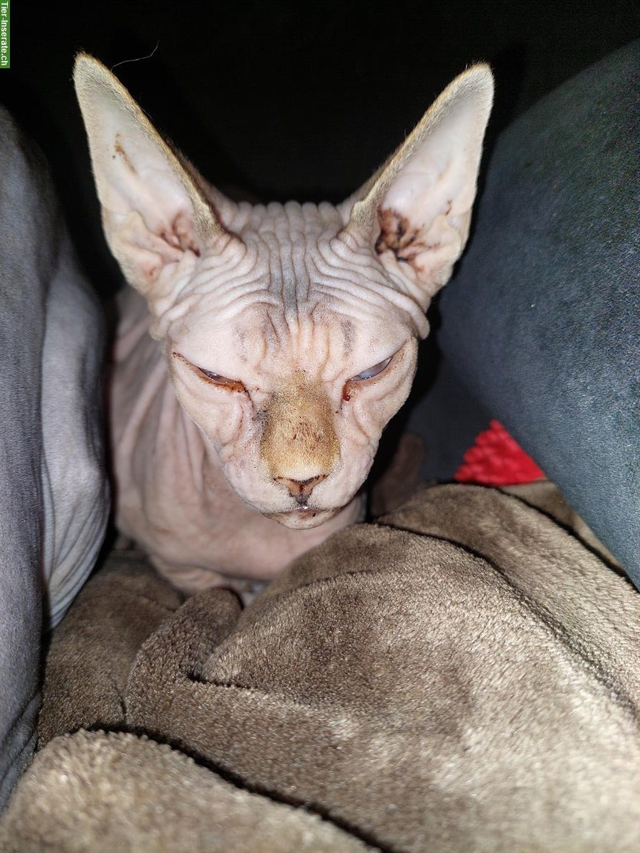 Bild 4: Sphynx Katzen Geschwister Paar sucht neues Zuhause