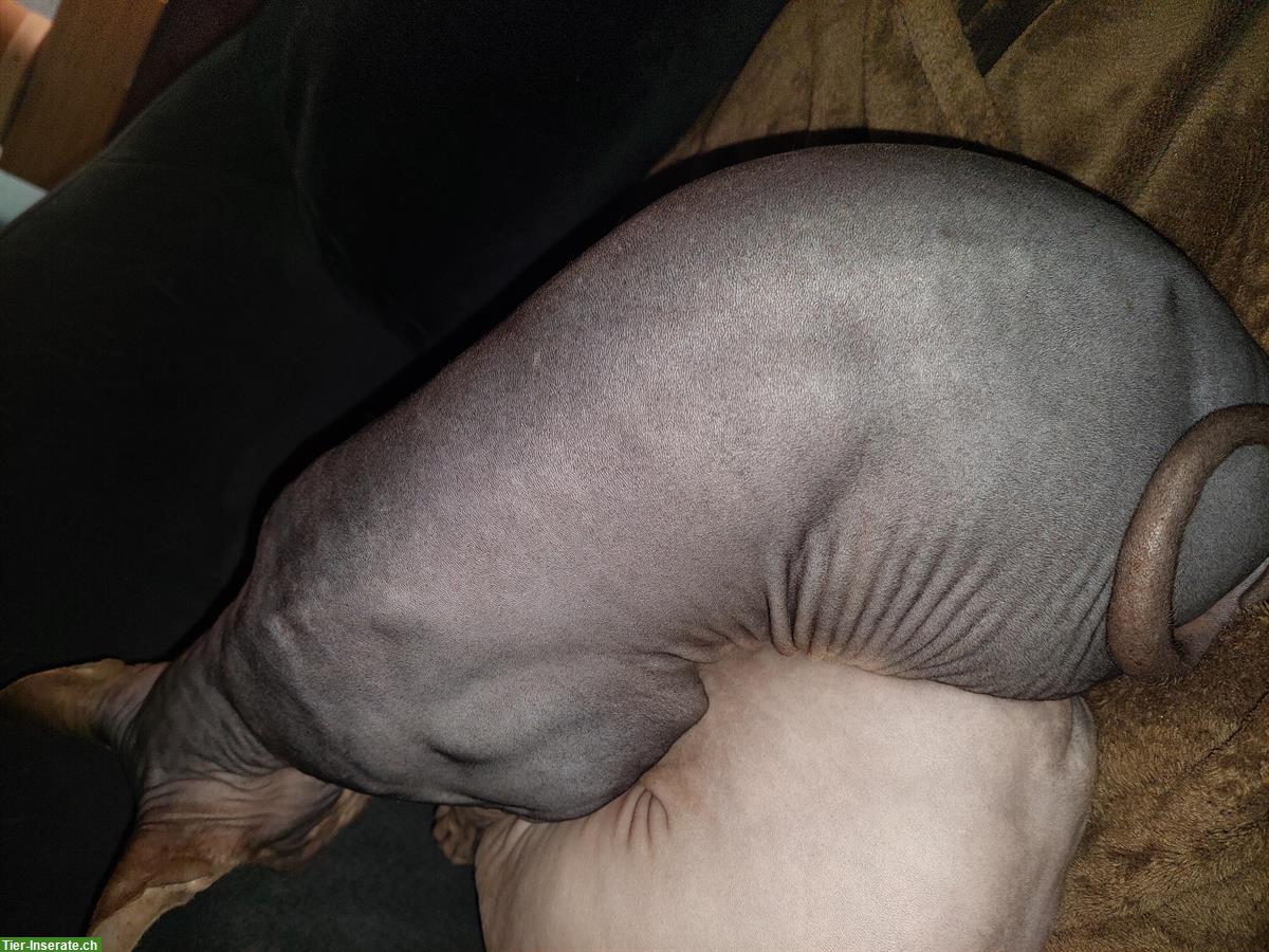 Bild 5: Sphynx Katzen Geschwister Paar sucht neues Zuhause