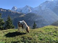 Süsser Pony Wallach sucht sein zuhause