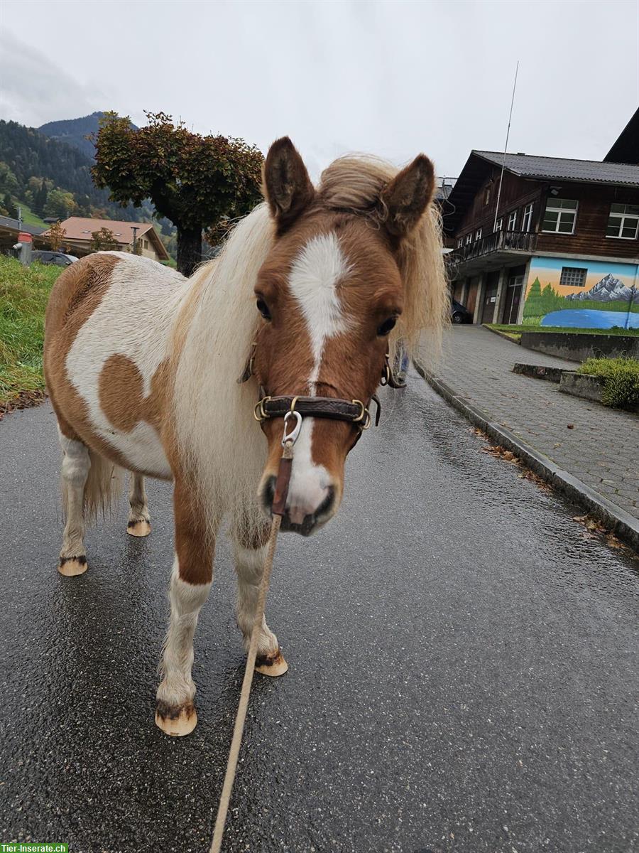 Bild 2: Süsser Pony Wallach sucht sein zuhause