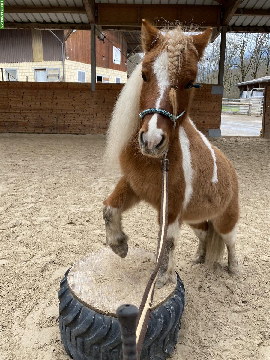 Bild 3: Süsser Pony Wallach sucht sein zuhause