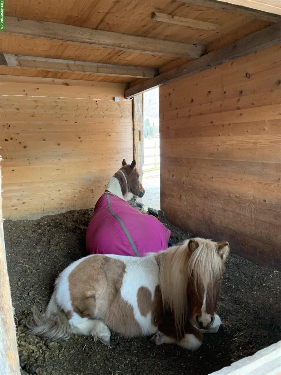 Bild 4: Süsser Pony Wallach sucht sein zuhause