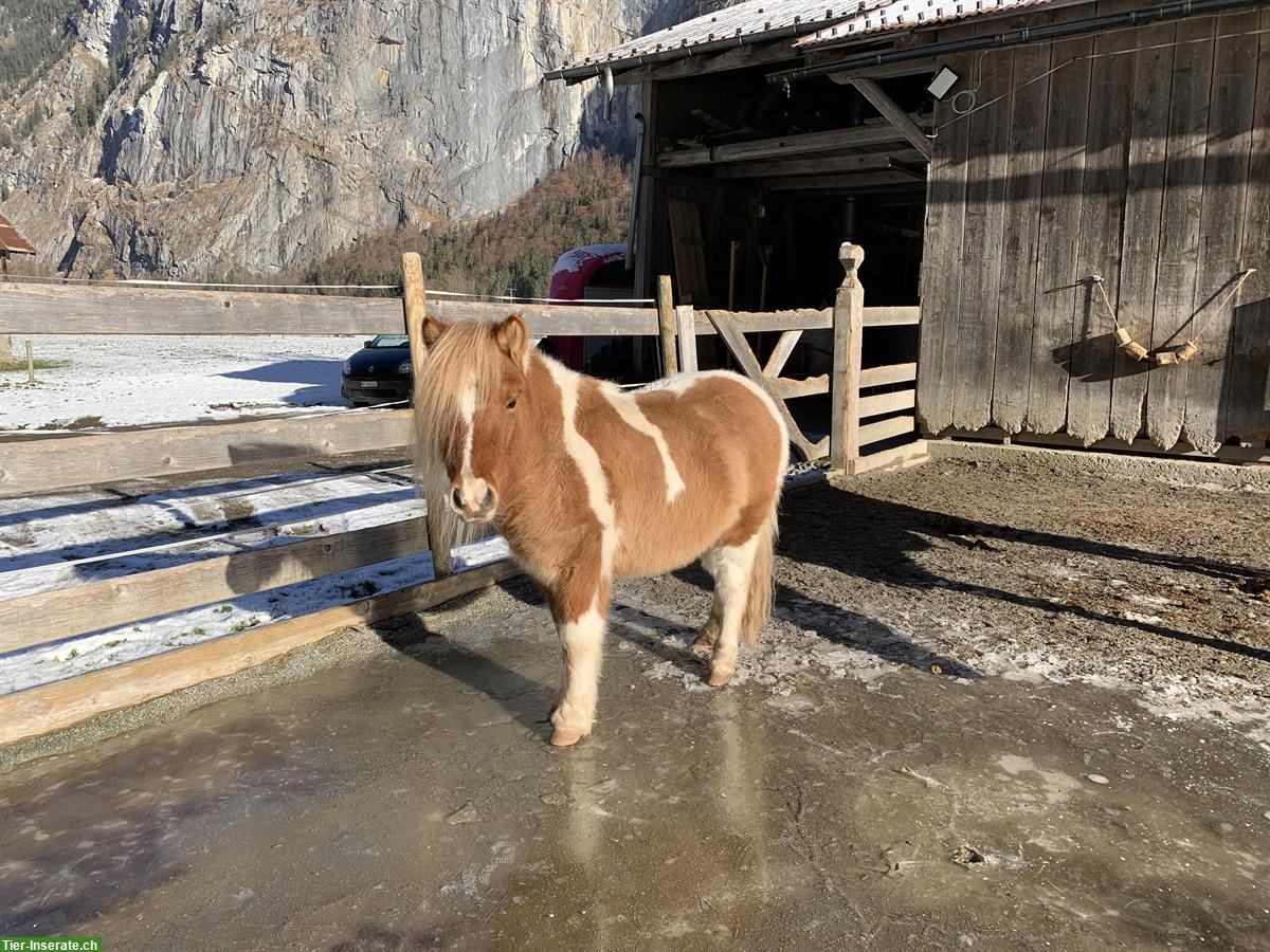 Bild 5: Süsser Pony Wallach sucht sein zuhause