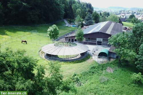 Suchen Stallmitarbeiter in Sportstall, Rossrüti SG