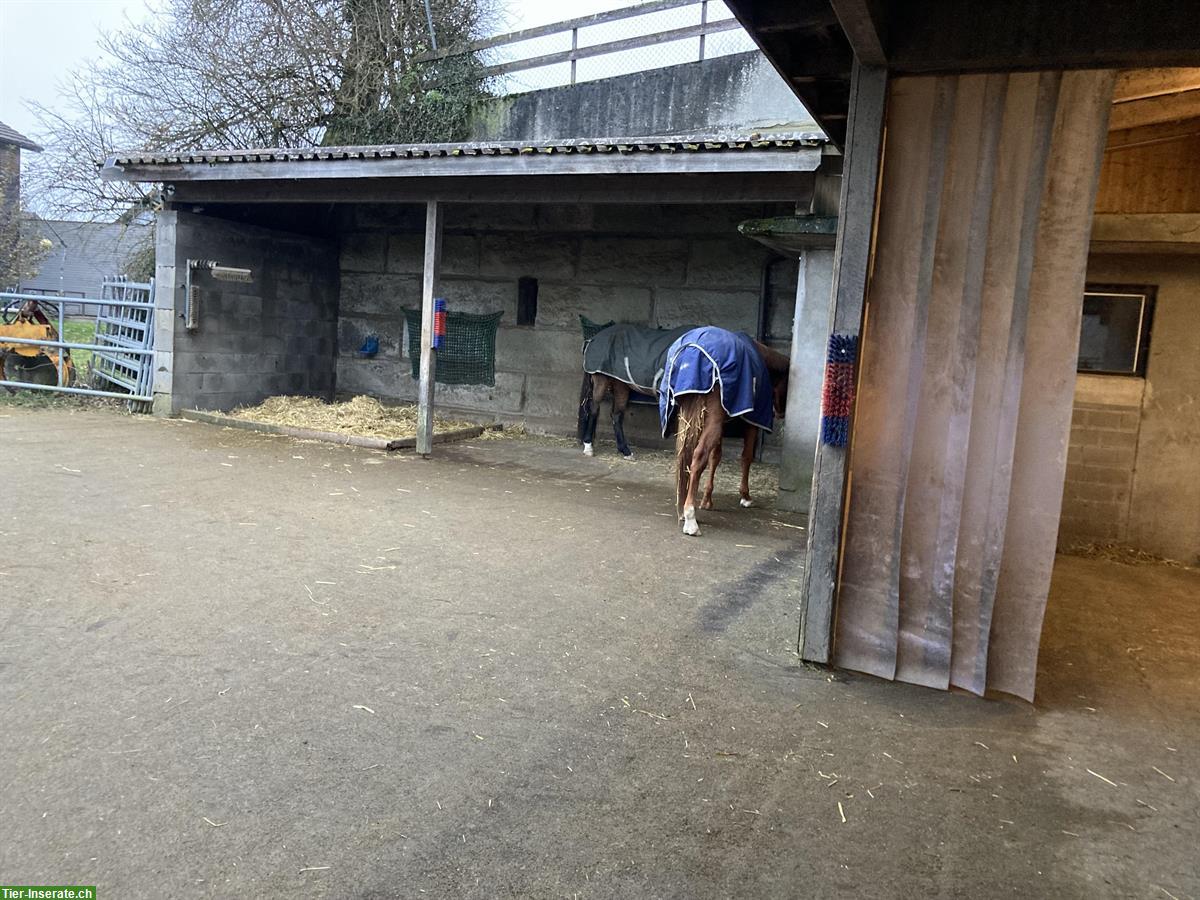 Offenstallplatz mit Reitplatz/Roundpen, Kanton Bern