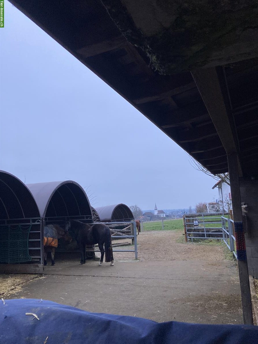 Bild 2: Offenstallplatz mit Reitplatz/Roundpen, Kanton Bern