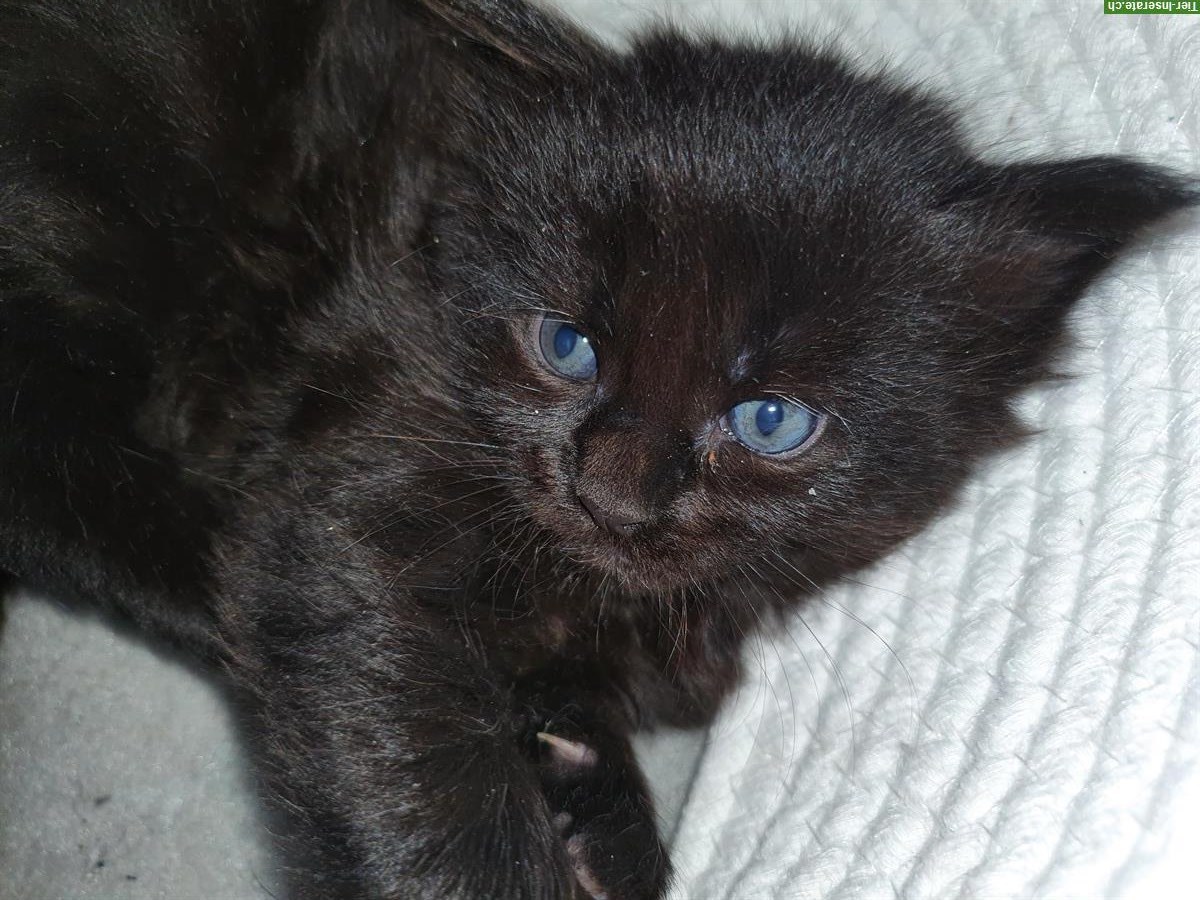 Bild 5: Wunderschöne Kitten von unseren Rassekatzen