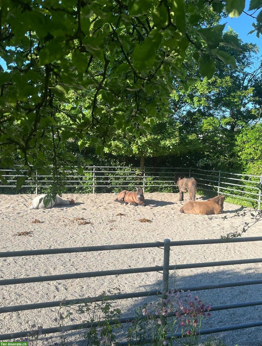 2 Offenstallplätze frei in Selbstversorgerstall, ZH-Oberland