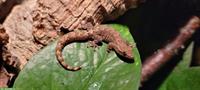 Jungferngeckos Jungtiere suchen ein Zuhause