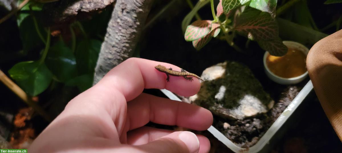 Bild 2: Jungferngeckos Jungtiere suchen ein Zuhause