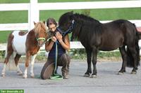 Suche Stall für Kleinpferd & Ponys, Umkreis Konolfingen +15km