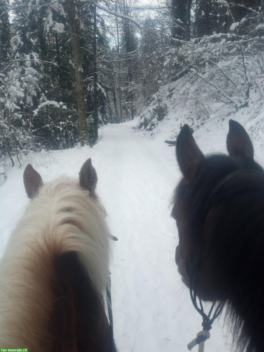 Reitbeteiligung für Ausreiten, Schönenberg ZH