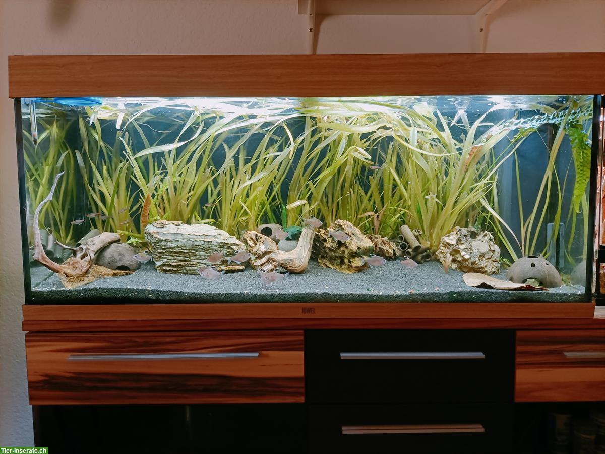 Schönes 240L Aquarium mit Untermöbel & Fische