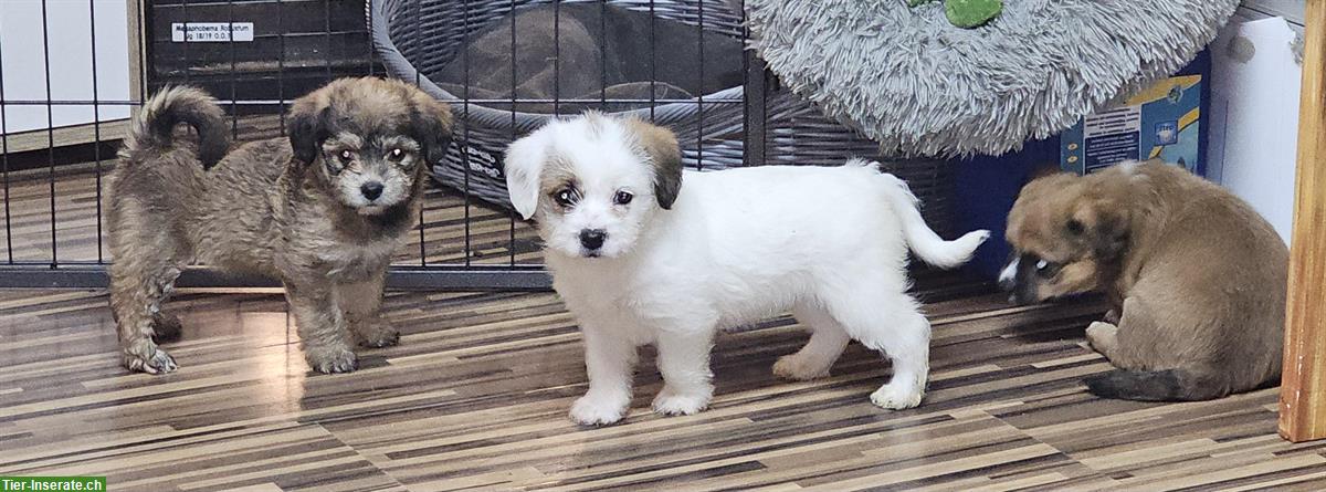 Französische Bulldogge mix x Bichon Frisé Welpen