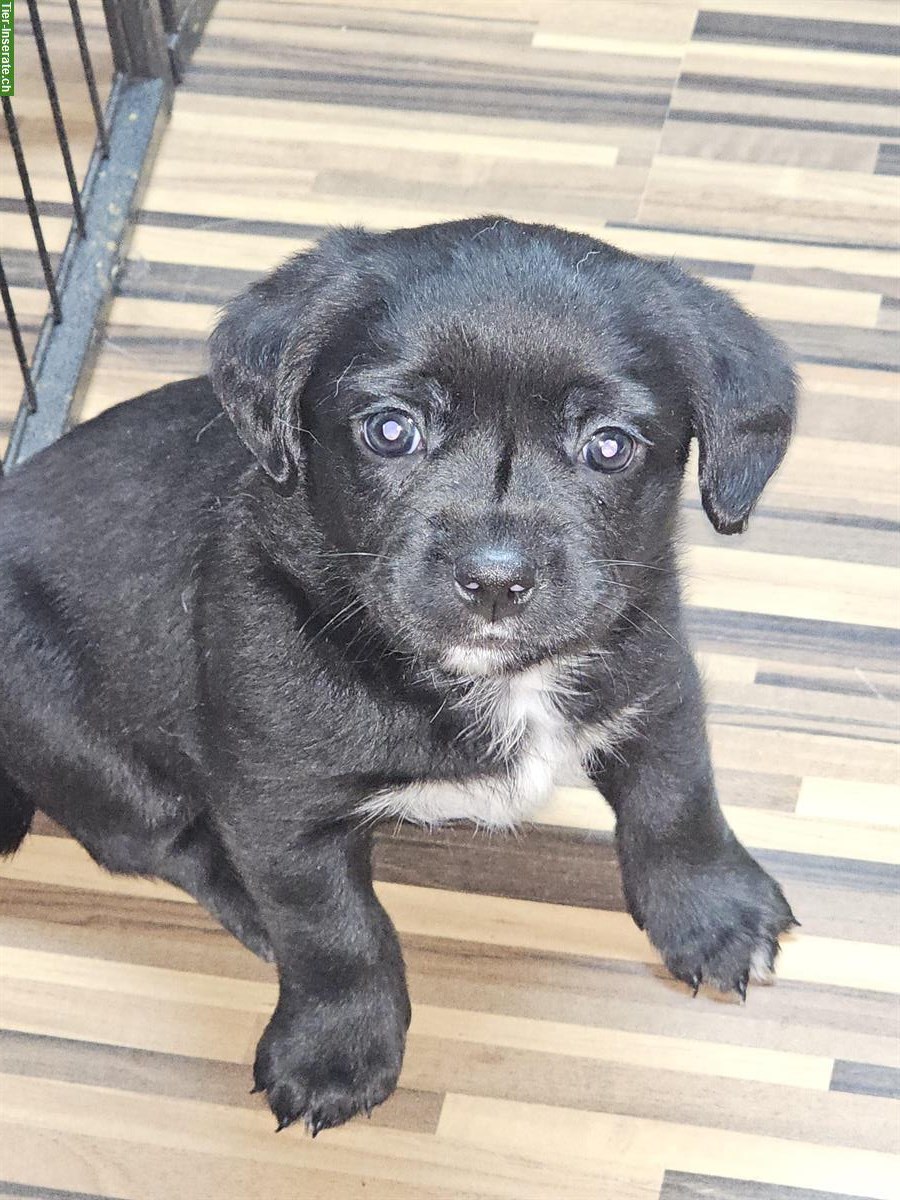 Bild 2: Französische Bulldogge mix x Bichon Frisé Welpen