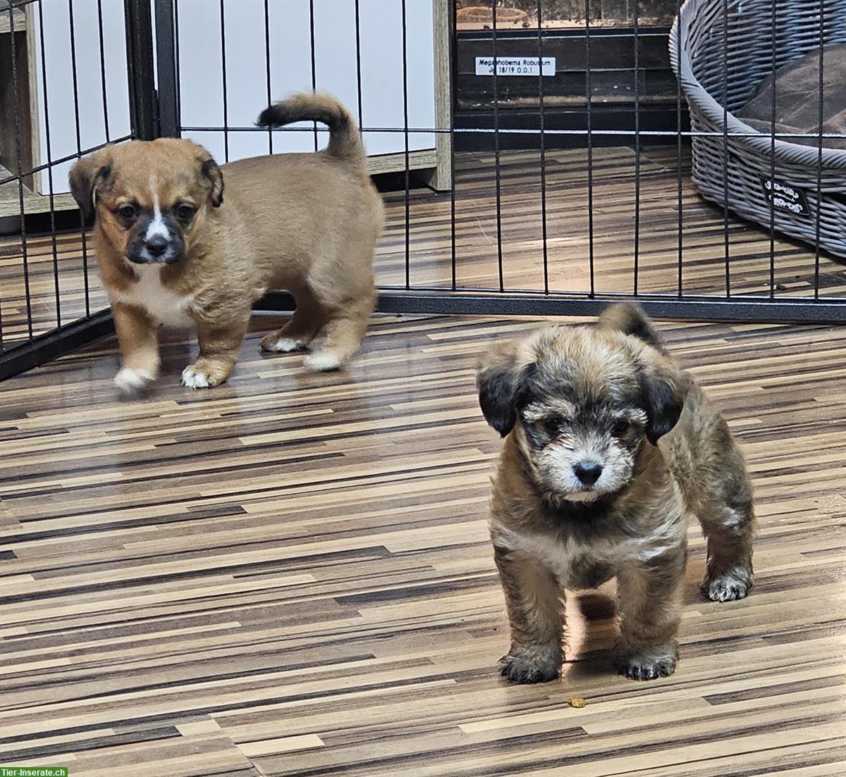 Bild 3: Französische Bulldogge mix x Bichon Frisé Welpen