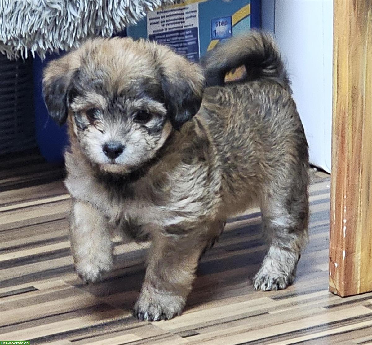 Bild 4: Französische Bulldogge mix x Bichon Frisé Welpen