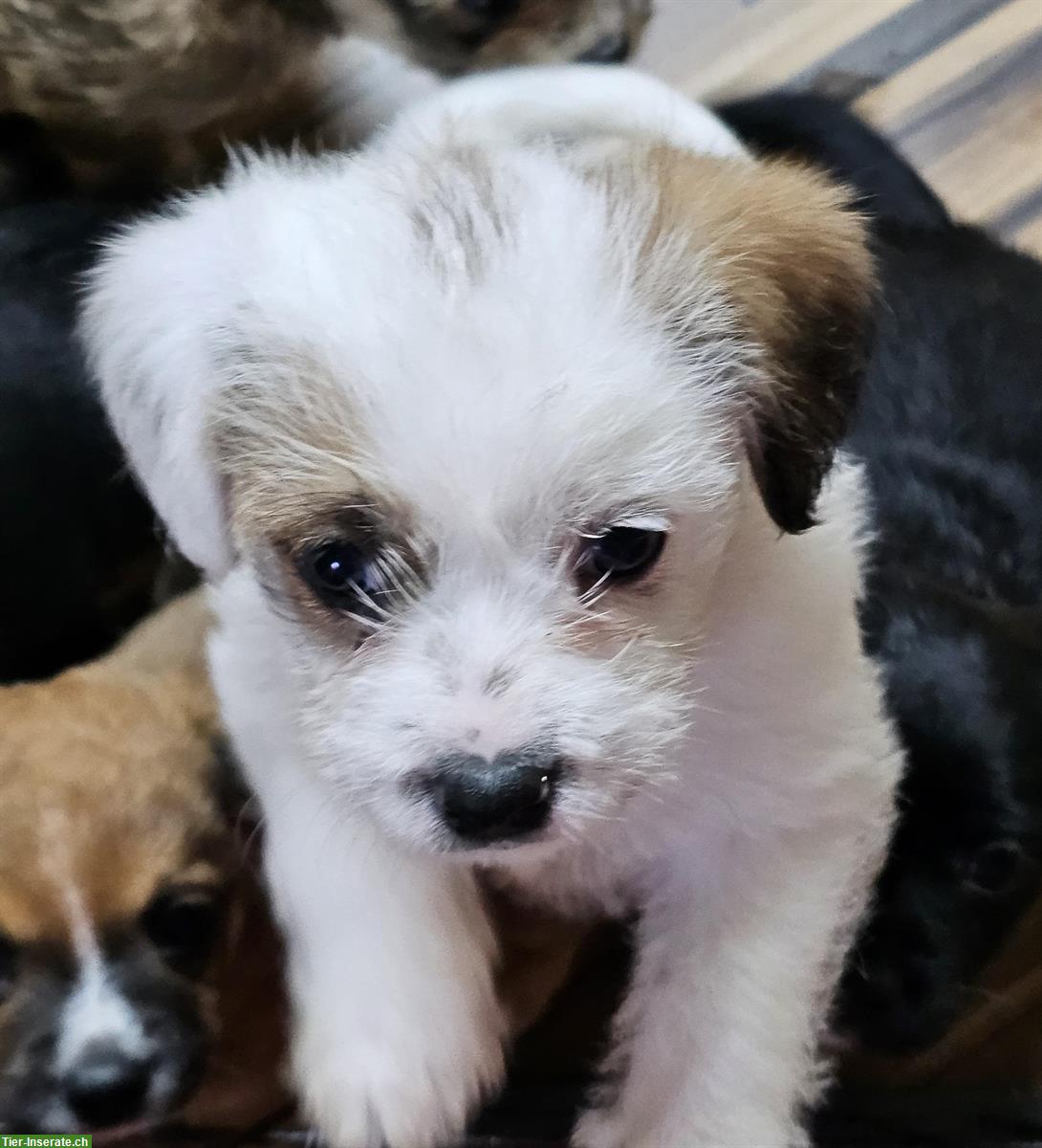 Bild 5: Französische Bulldogge mix x Bichon Frisé Welpen