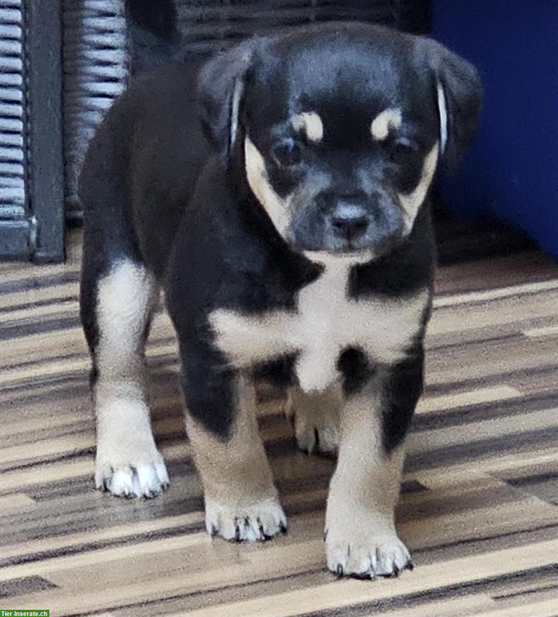 Bild 6: Französische Bulldogge mix x Bichon Frisé Welpen